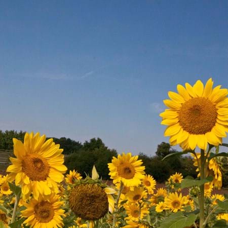 Einkaufsmöglichkeiten & Service